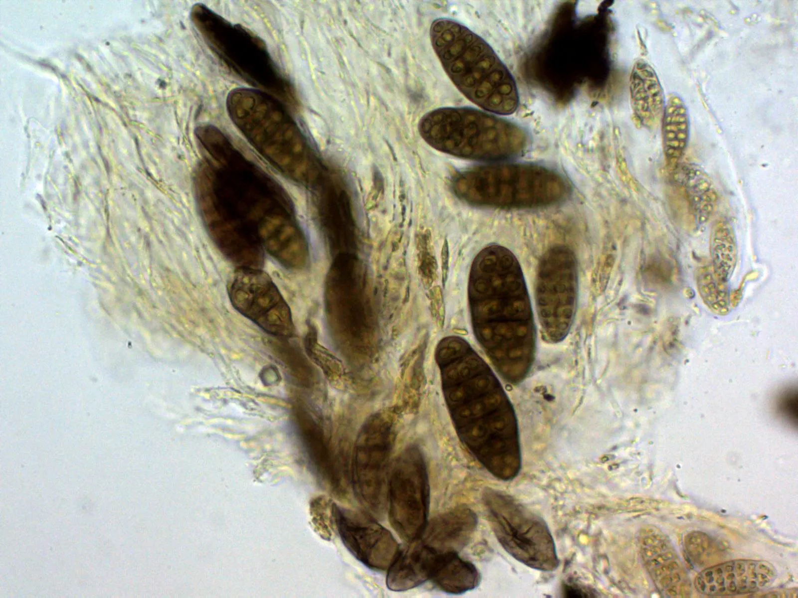 Microscopía de Pyrenula oleosa - 12 - Esporas Melzer x 400